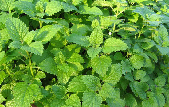 خواص گیاه بادرنجبویه برای سلامتی انسان