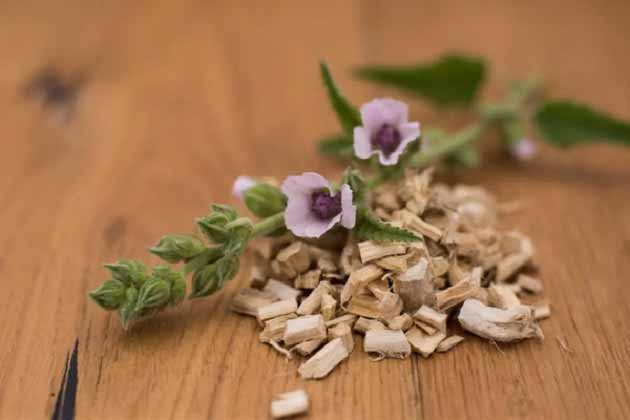 7 خواص ختمی برای بیماری های تنفسی، مفصلی و گوارشی