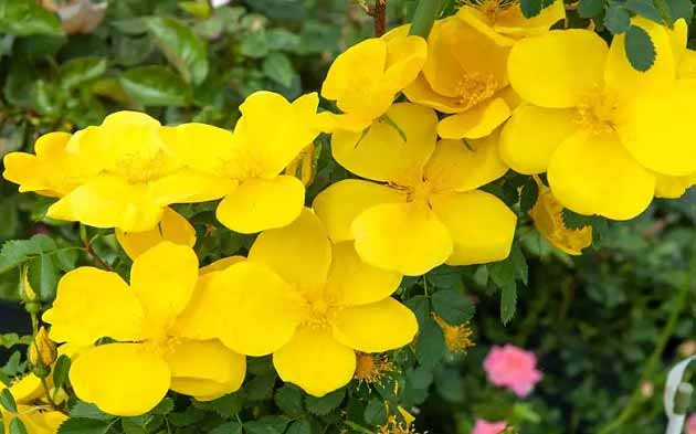 بهترین خواص دمنوش نسترن برای لاغری