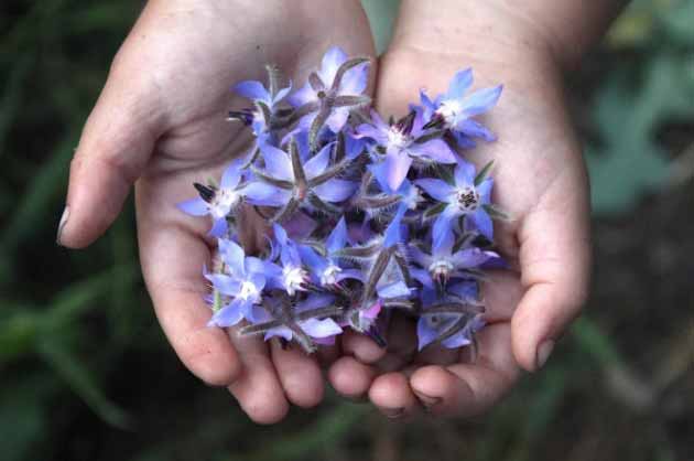 خواص مفید گل گاوزبان برای عفونت ریه