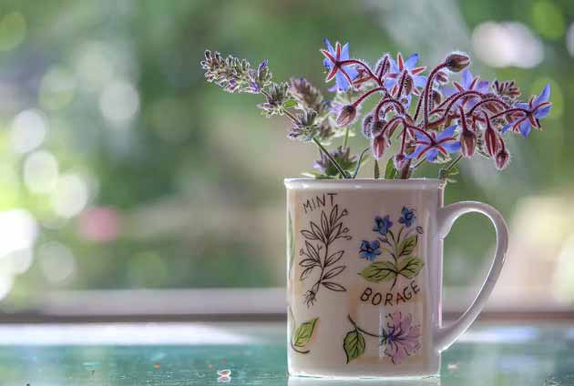 خواص گل گاوزبان برای ریه