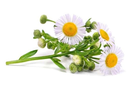 خواص مفید بابونه برای جلوگیری از عفونت های رحم