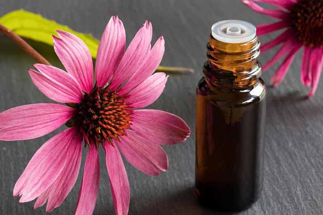 خواص سرخارگل برای درمان بیماری ها