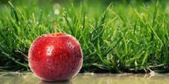 خواص سیب برای جلوگیری و درمان عفونت ها در انسان