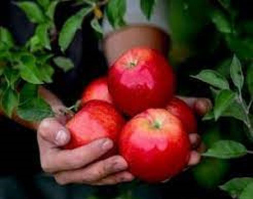 خواص سیب برای درمان انواع بیماری های عفونی