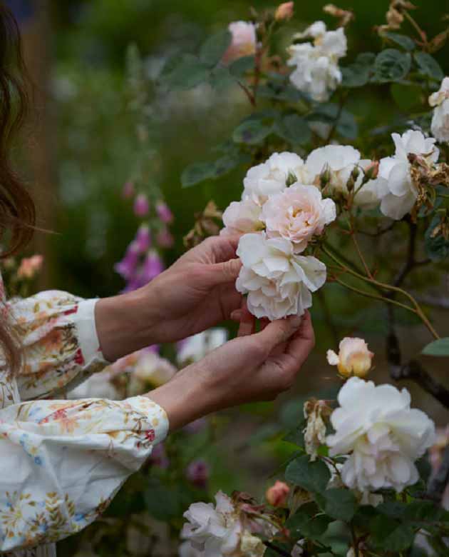 خواص گل سرخ برای یبوست