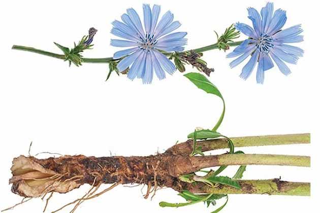 خواص کاسنی برای قند خون، عفونت ها و کم خونی