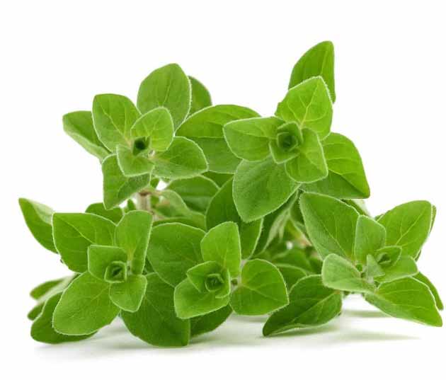 خواص مرزنجوش برای چربی خون و قاعدگی