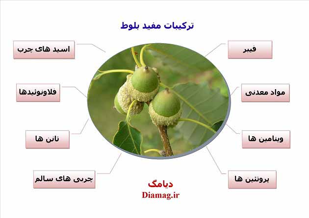 خواص مفید بلوط و ترکیبات مفید موجود در آن