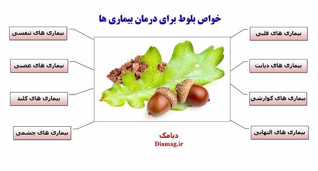 خواص بلوط