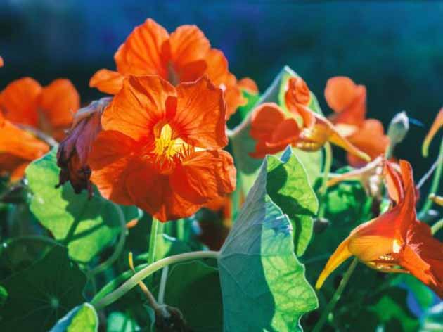 خواص نسترن برای اضطراب، سردرد و بیماری های عفونی