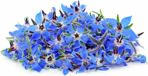 خواص گل گاوزبان برای بیماری قندی، سرطان و خواب خواص گل گاوزبان برای بیماری قندی، سرطان و خواب