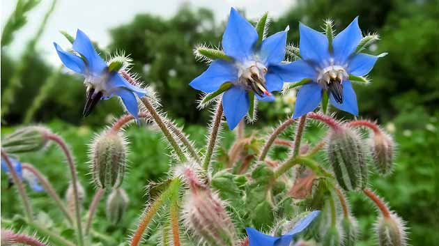 خواص گل گاوزبان برای سلامتی انسان خواص گل گاوزبان برای سلامتی انسان