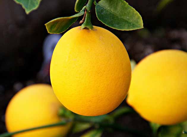 خواص لیمو برای لاغری، معده و بیماری ها