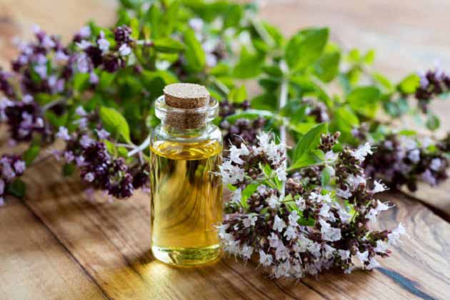 مضرات و فوائد گیاه پونه