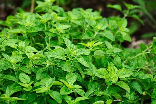 خواص پونه برای اضطراب، گوارش و سرماخوردگی