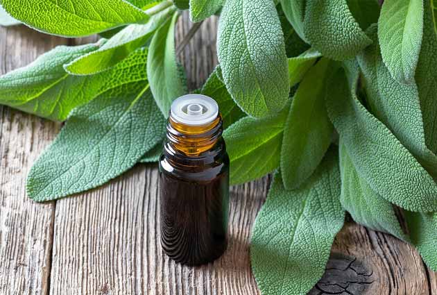 مهمترین خواص مریم گلی برای اعصاب + آسم تا عفونت ها