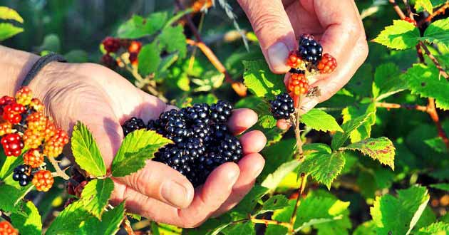 خواص توت جنگلی برای کلیه، کبد چرب و کم خونی خواص توت جنگلی برای کلیه، کبد چرب و کم خونی