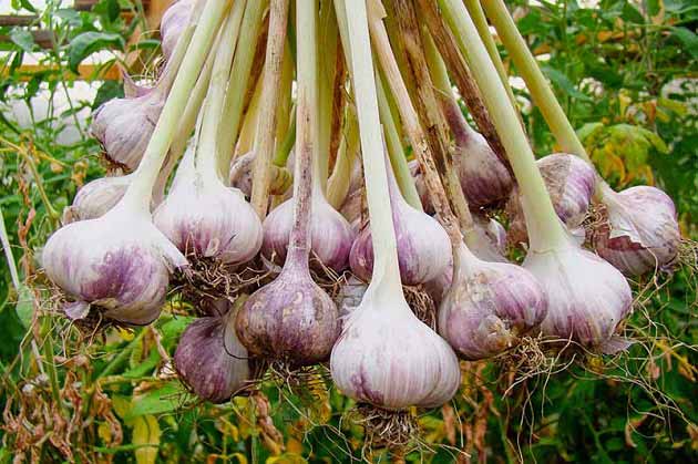 خواص سیر برای بیماری های قلبی