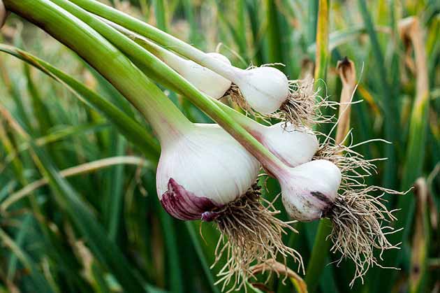 خواص سیر برای خستگی، سرطان و فشار خون