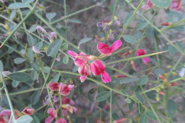 مهمترین خواص خارشتر برای پوست + آلرژی، پروستات و استرس مهمترین خواص خارشتر برای پوست + آلرژی، پروستات و استرس