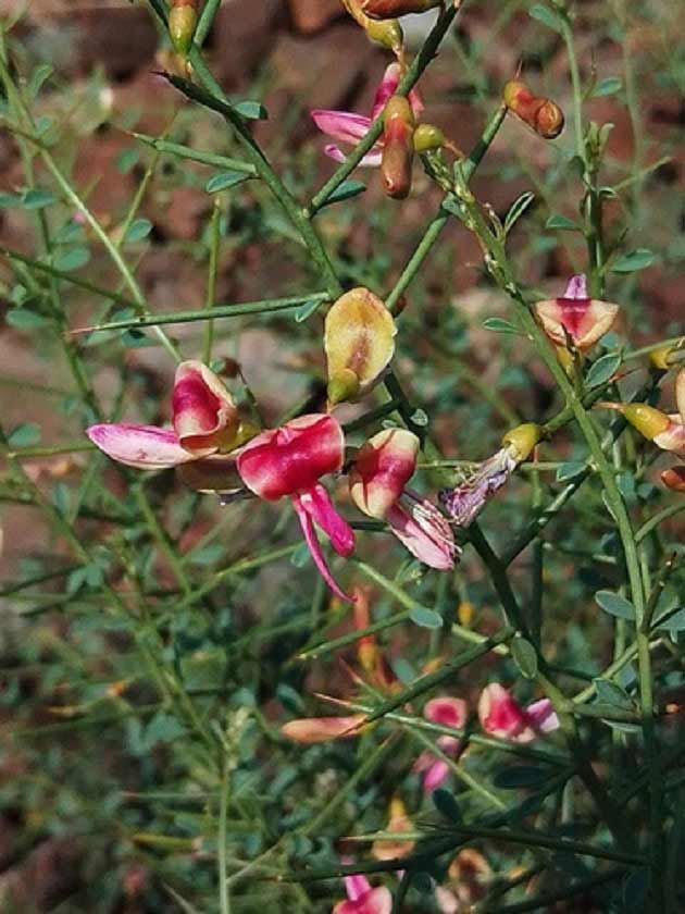 خواص خارشتر برای درمان بیماری ها خواص خارشتر برای درمان بیماری ها