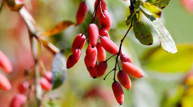 مهمترین خواص زرشک برای کبد چرب + سیستم ایمنی تا قند خون