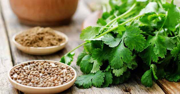 خواص گشنیز