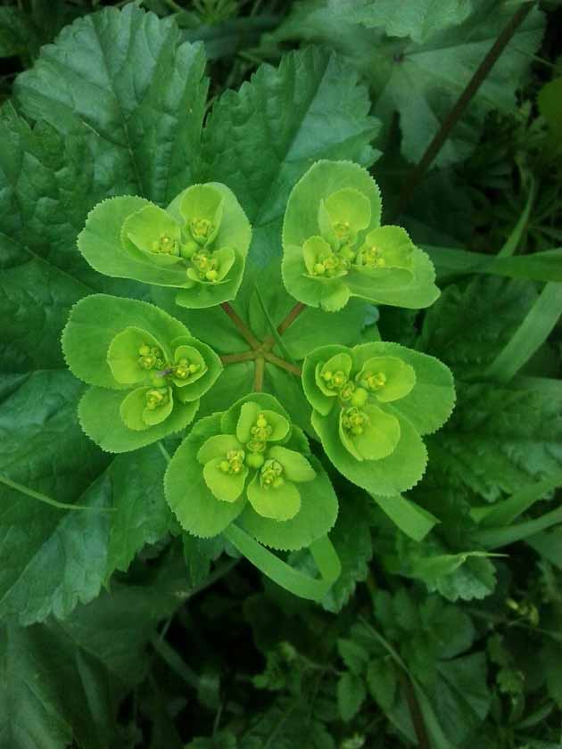خواص پنیرک برای قاعدگی + سرماخوردگی تا اضطراب