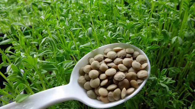 خواص عدس برای سلامت مغز و تقویت حافظه و افزایش تمرکز