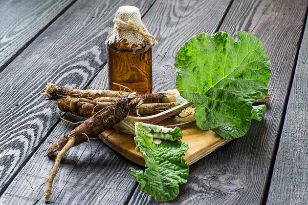 خواص بیدمشک برای سلامتی انسان