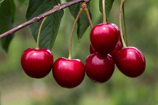 مهمترین خواص آلبالو برای بیماری های قلبی + سرطان تا گوارش