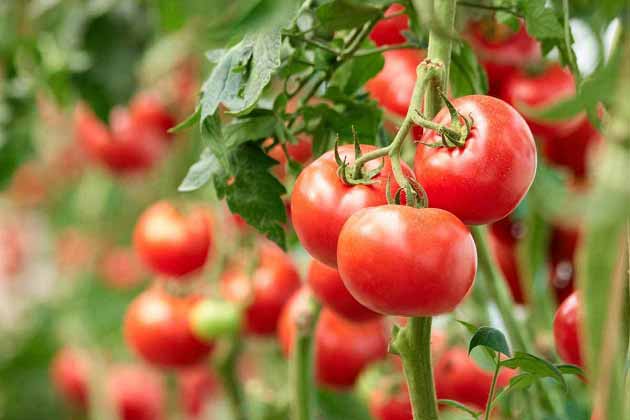 خواص مفید گوجه فرنگی برای سلامتی