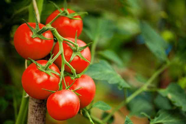 خواص گوجه فرنگی برای قلب، سرطان و پوست
