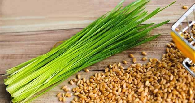 خواص گندم برای سلامتی انسان و درمان بیماری ها خواص گندم برای سلامتی انسان و درمان بیماری ها