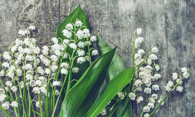 خواص زنبق برای بیماری‌های التهابی