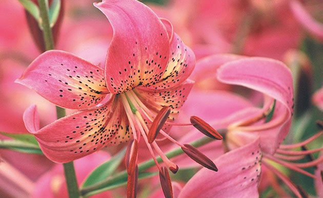 خواص زنبق برای سلامتی انسان