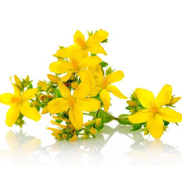 خواص گل راعی برای پوست، اضطراب و قاعدگی در زنان
