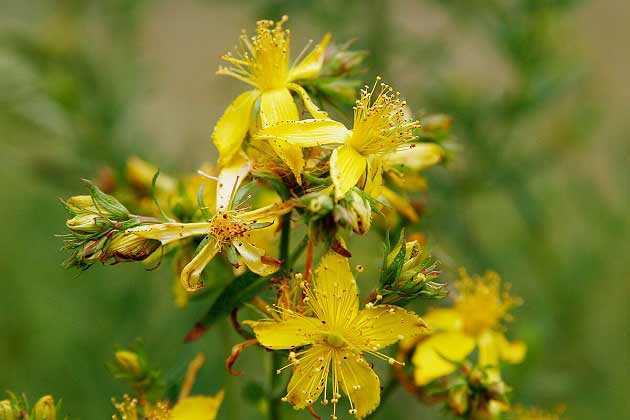 مهمترین خواص گل راعی برای پوست + اضطراب تا گوارش