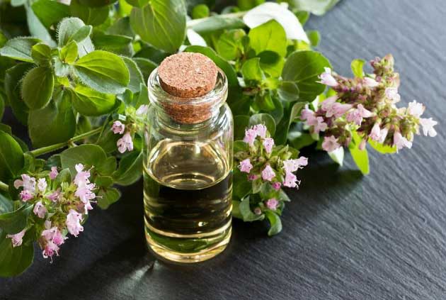 خواص شگفت انگیز پونه برای عفونت های باکتریایی و قارچی + عوارض مصرف خواص شگفت انگیز پونه برای عفونت های باکتریایی و قارچی + عوارض مصرف