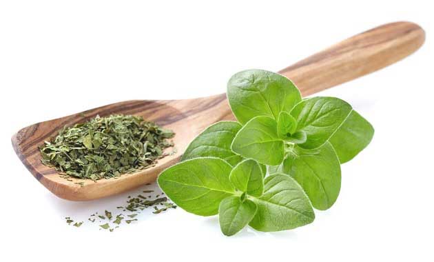 خواص پونه برای سلامتی انسان و مضرات آن خواص پونه برای سلامتی انسان و مضرات آن