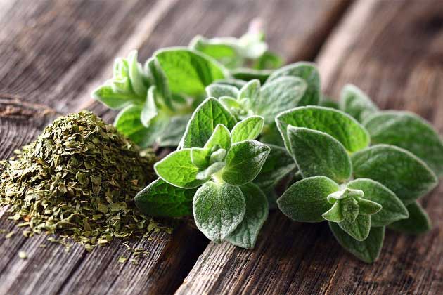 خواص پونه برای عفونت خواص پونه برای عفونت