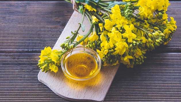 خواص کانولا برای سلامتی انسان