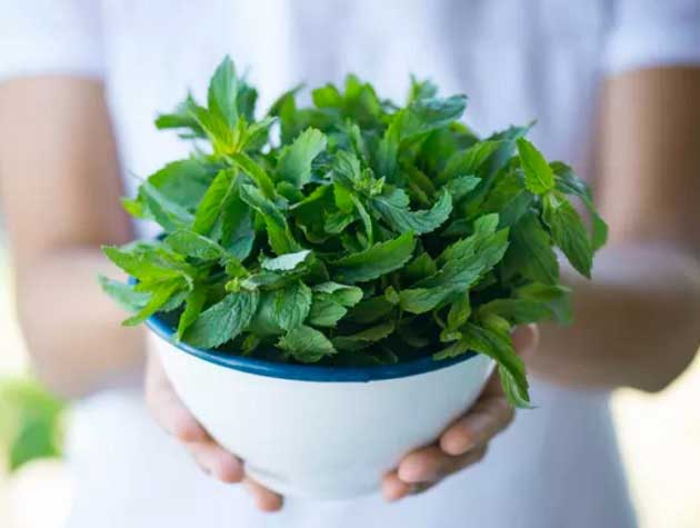 خواص نعناع برای معده