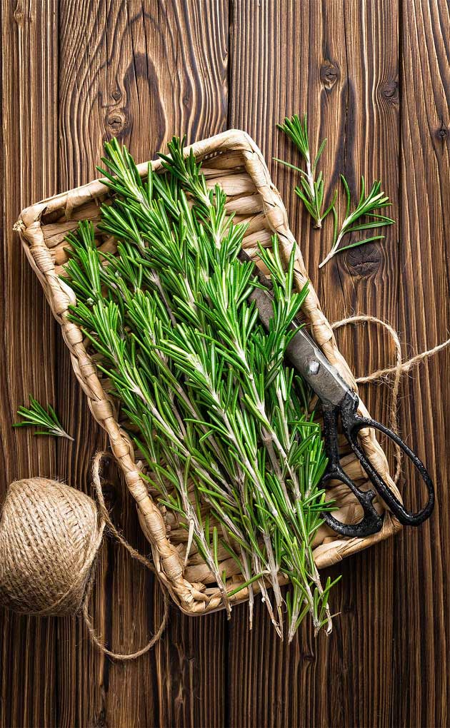 خواص رزماری برای لاغری: راهکاری ساده برای کاهش وزن