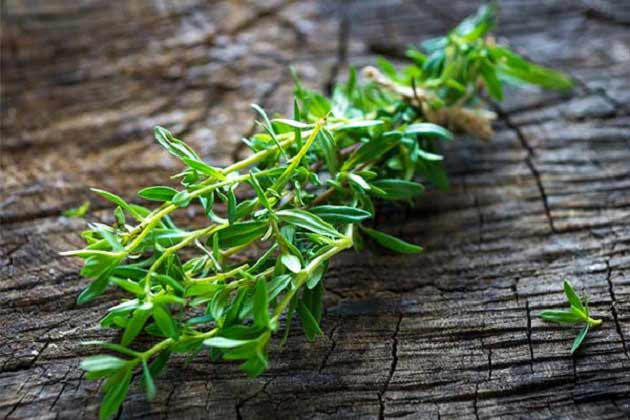 خواص مرزه برای سلامتی انسان