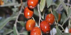 خواص سنجد برای لاغری و تناسب اندام که نمی دانستید !