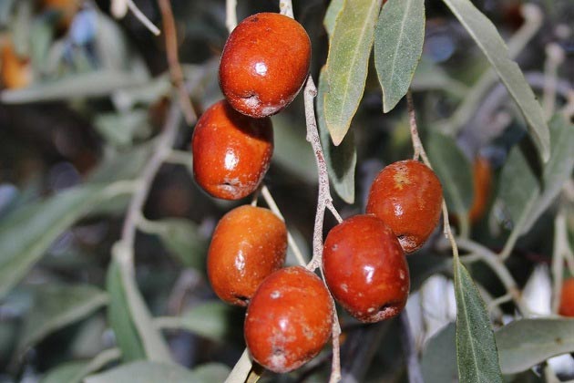 خواص سنجد برای لاغری