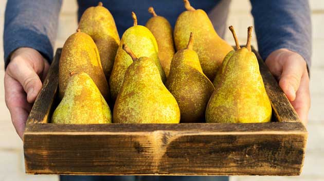 خواص گلابی برای سلامتی انسان و لاغری