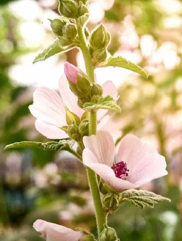 خواص ختمی برای عفونت ریه